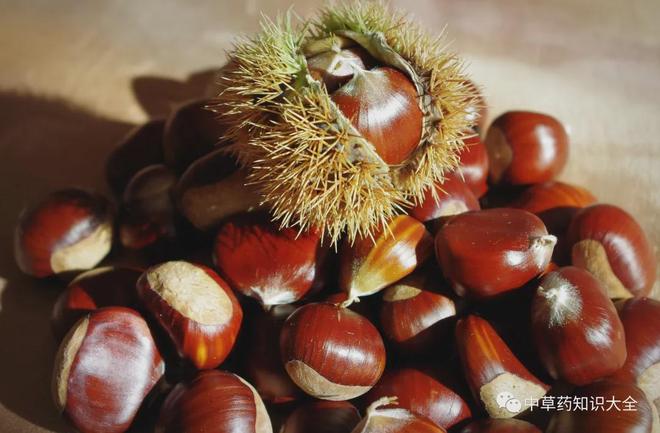 中药材：栗子（板栗）